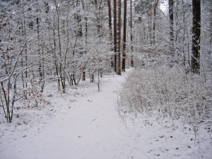 1380348_winter_idyll.jpg