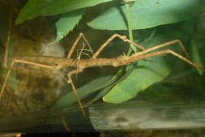 stick-insect-mother-and-baby-1425436-m.jpg